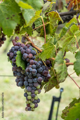 ripe Merlot grapes and vine leaves in vineyard near Franschhoek, South Africa