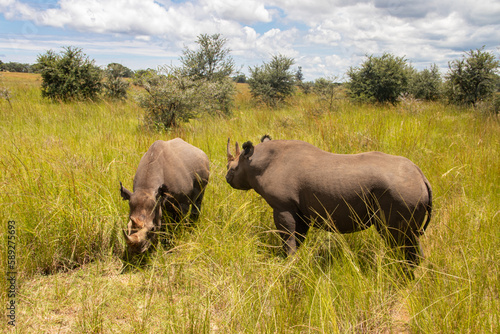 Couple of White Rhinos or square-lipped rhinoceros  Ceratotherium simum  in Imire Rhino   Wildlife Conservancy  Zimbabwe
