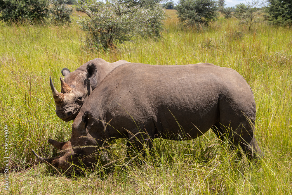 Obraz premium White Rhino or square-lipped rhinoceros (Ceratotherium simum) in Imire Rhino & Wildlife Conservancy, Zimbabwe