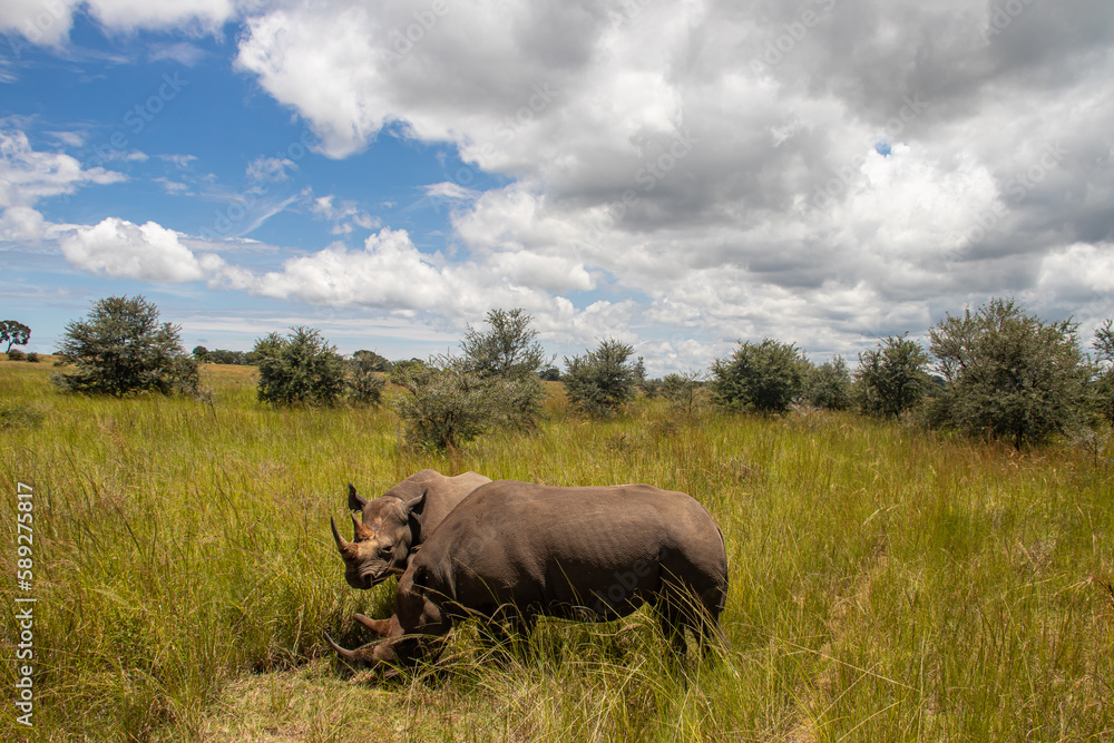 Couple of White Rhinos or square-lipped rhinoceros (Ceratotherium simum) in Imire Rhino & Wildlife Conservancy, Zimbabwe Couple of White Rhinos or square-lipped rhinoceros (Ceratotherium simum) in Imire Rhino & Wildlife Conservancy, Zimbabwe