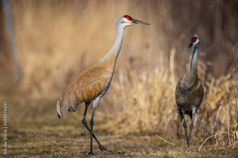 a Sandhill Crane pair, in the migration period, resting after courtship