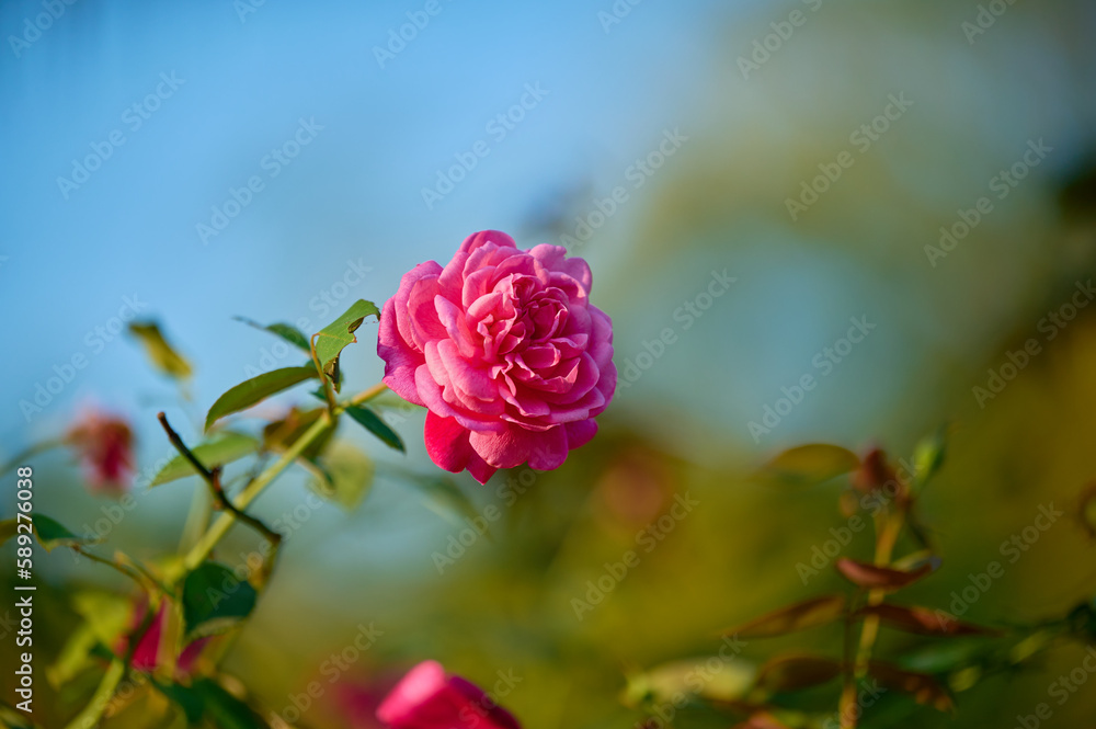 pink rose pink rose