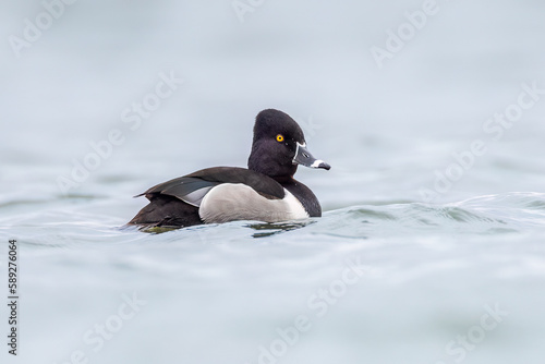 male Ring-Nacked Duck with its most beautiful colors of the mating season