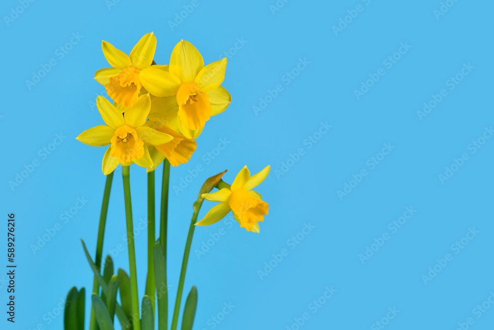 Obraz premium Yellow Narcissus Clamineus 'Tete a Tete' spring flowers on blue background with copy space