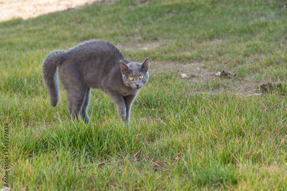 silber-graue Katzenrasse - Russisch Blau