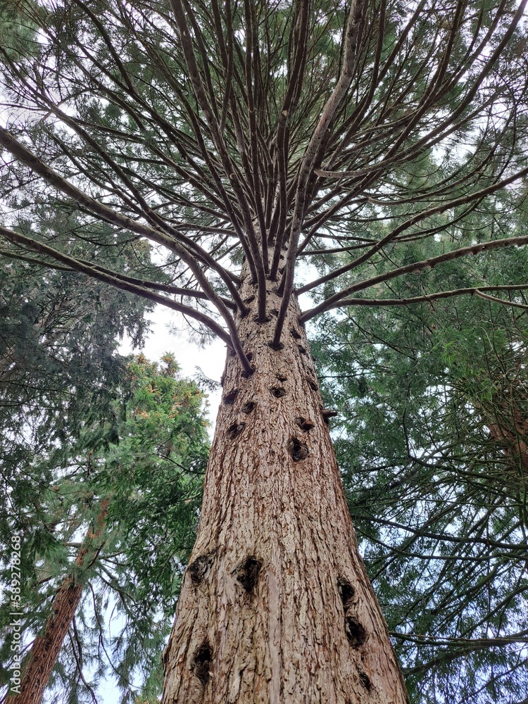 Fototapeta premium Giant Sequoia trees 
