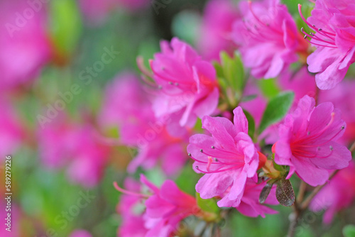 fuchsia azalea flowers