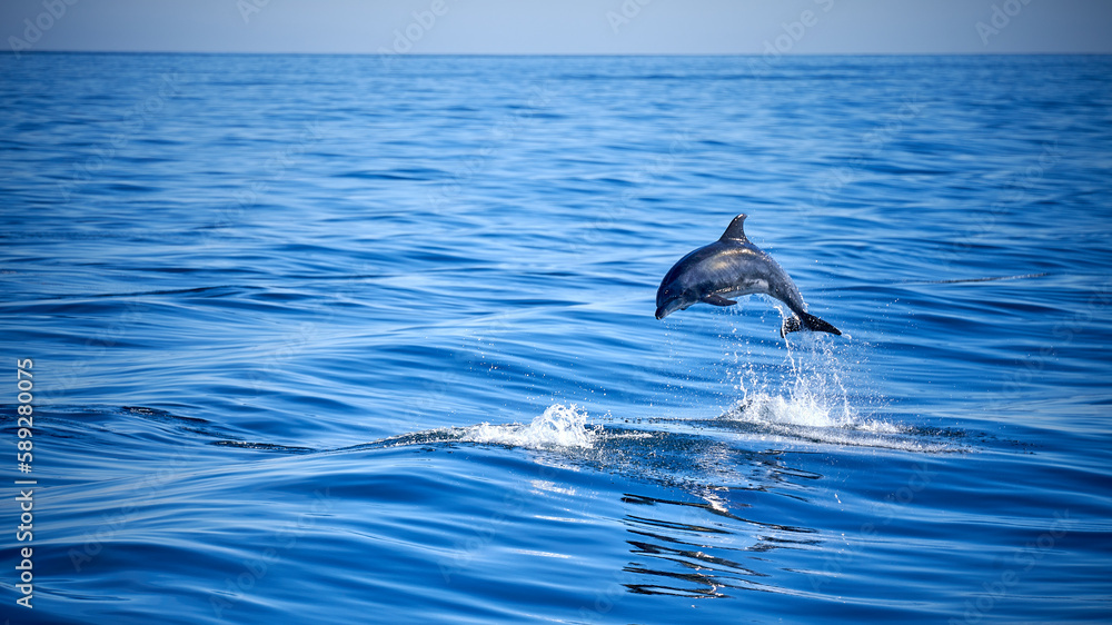 Naklejka premium dolphin jumping out of water
