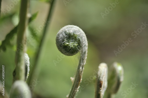unfurled fiddlehead fern