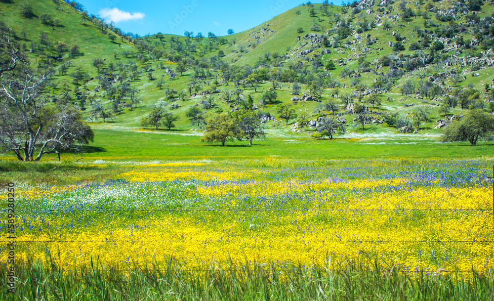 Fototapeta premium field of flowers