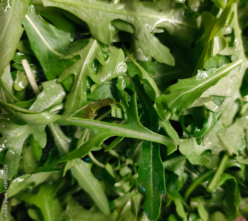 Fototapeta Naklejka Na Ścianę i Meble -  green healthy ruccola salad in a bowl close up
