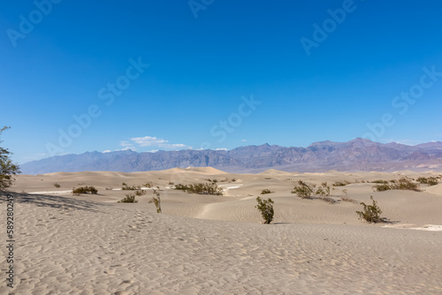 Panoramic view on Mesquite Flat Sand Dunes in Death Valley National Park  California  USA. Looking at dry Mojave desert on hot sunny summer day with Amargosa Mountain Range in the back. Landscape