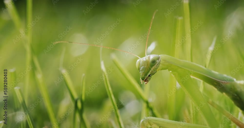 The praying mantis hides in the green grass and blends into the background. The praying mantis hides in the green grass and blends into the background.