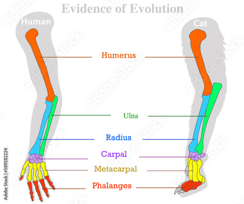 Evidence of evolution. Human, cat, dog animal bones. Modification of  tetrapod skeleton. Homologous features example. Body plan form complex. Colored tailbone, humerus ulna radius. Illustration vector photo