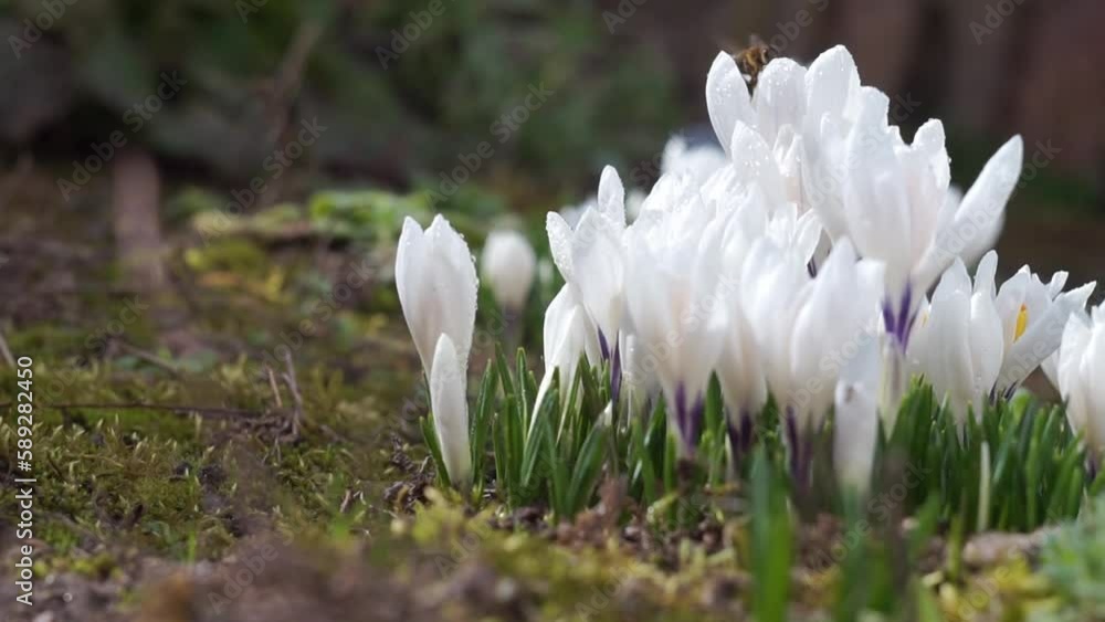 Fresh Beautiful White Crocuses or Crocus Caeruleus with a Bee in the Garden close-up, Early Spring Wild Flowers Outdoor, Sunny Day, Selective Focus. Fresh Beautiful White Crocuses or Crocus Caeruleus with a Bee in the Garden close-up, Early Spring Wild Flowers Outdoor, Sunny Day, Selective Focus.