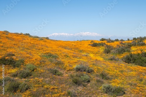 San Gorgonio mountain snow and super bloom flower fields in Perris, California