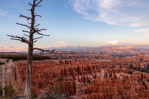 Old dead tree snag with aerial sunset view of hoodoo sandstone rock formations in Bryce Canyon National Park, Utah, USA. Last sun rays touching on natural unique amphitheatre sculpted from red rock