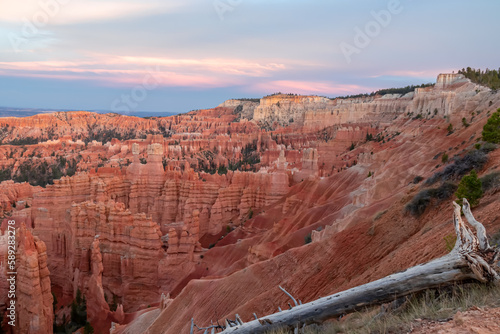 Old dead tree snag with aerial sunset view of hoodoo sandstone rock formations in Bryce Canyon National Park, Utah, USA. Last sun rays touching on natural unique amphitheatre sculpted from red rock photo