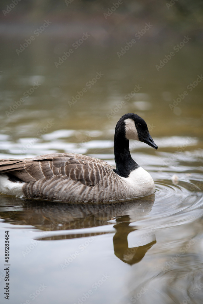 country goose swimming country goose swimming