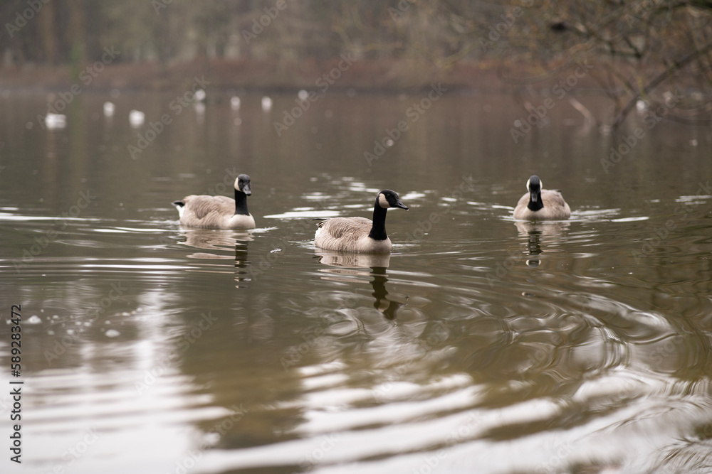 ducks on the lake ducks on the lake