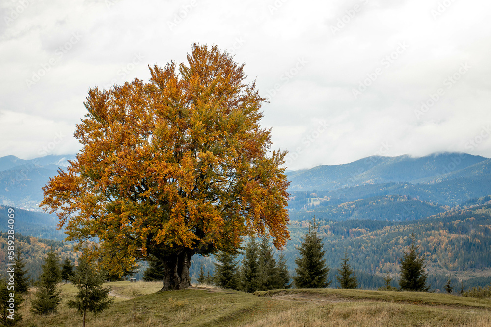 Fototapeta premium The old hornbeam tree on a mountain overlooking mountains and forests. Autumn