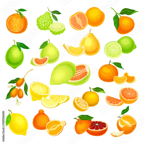 Citrus Fruits with Orange and Grapefruit Big Vector Set