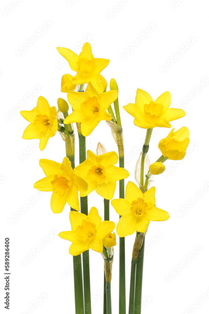 Group of golden daffodils Group of golden daffodils