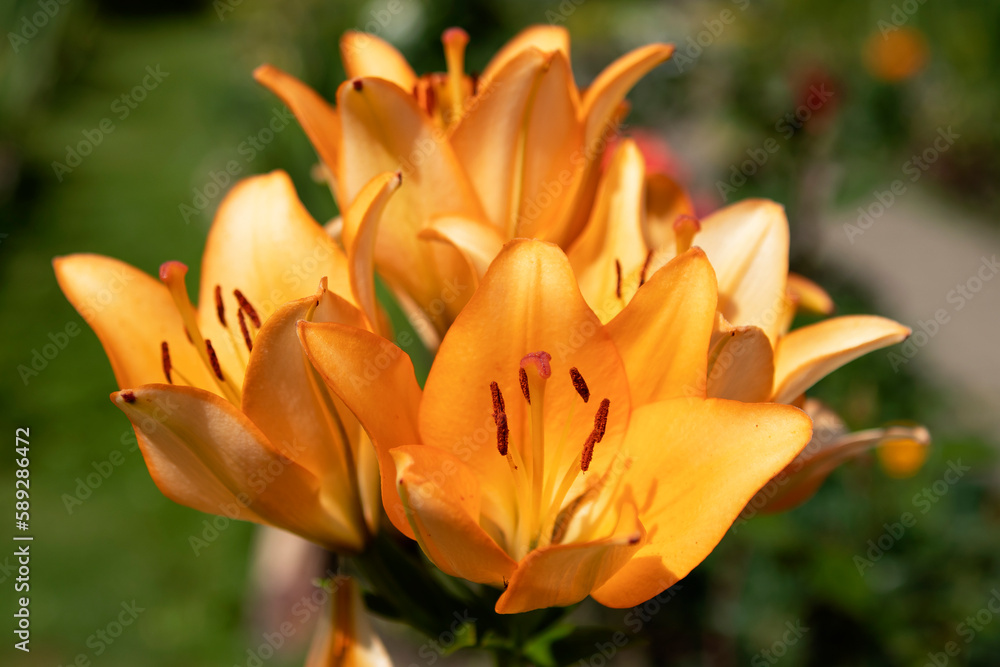 orange lily flowers in the garden orange lily flowers in the garden