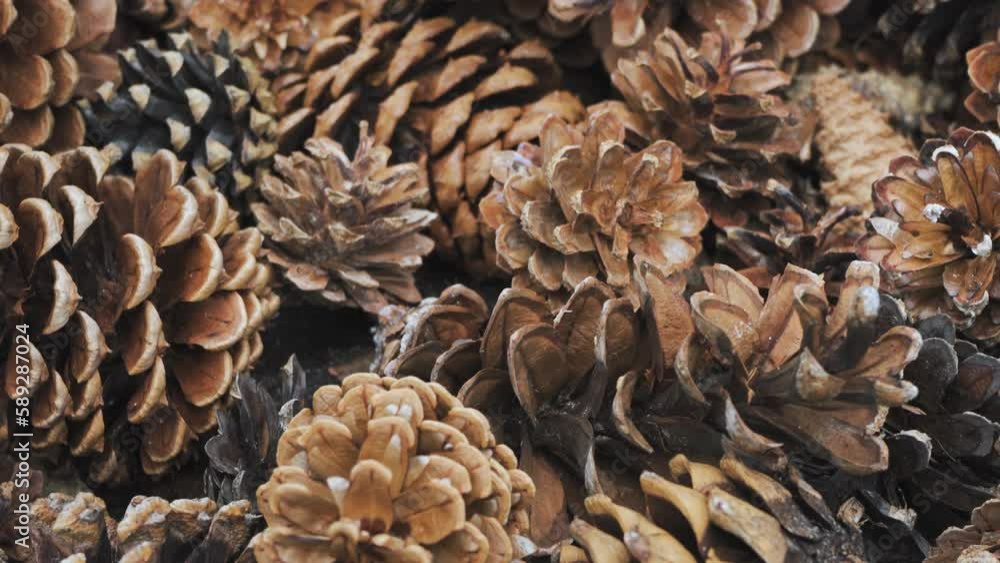 Pile of different coniferous trees cones, used as decoration - abstract closeup detail, camera pans to side slowly Pile of different coniferous trees cones, used as decoration - abstract closeup detail, camera pans to side slowly