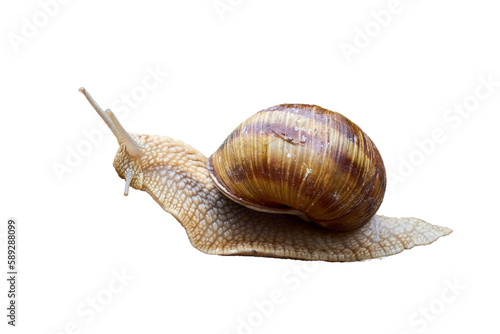 Snail isolated ( Helix Pomatia )