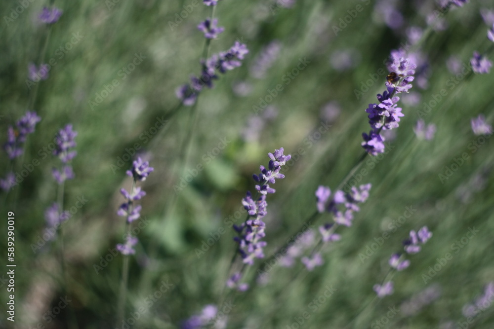 lavender in the field lavender in the field