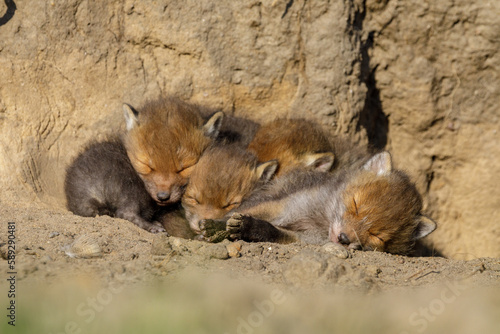 Fuchswelpen kuscheln und schlafen am Fuchsbau