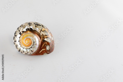 shell on white background