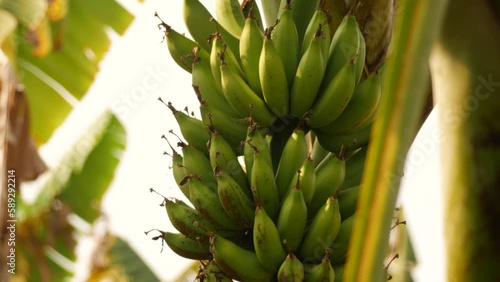 Wallpaper Mural Blurry background capture of a banana bunch Torontodigital.ca