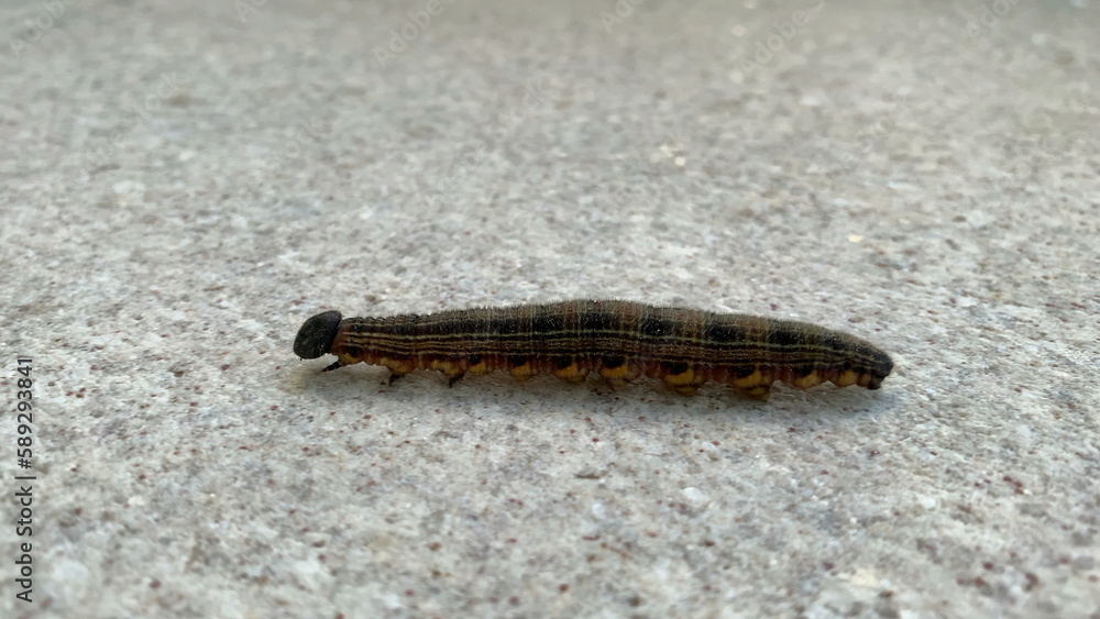 Millipede close-up moving insect Millipede close-up moving insect