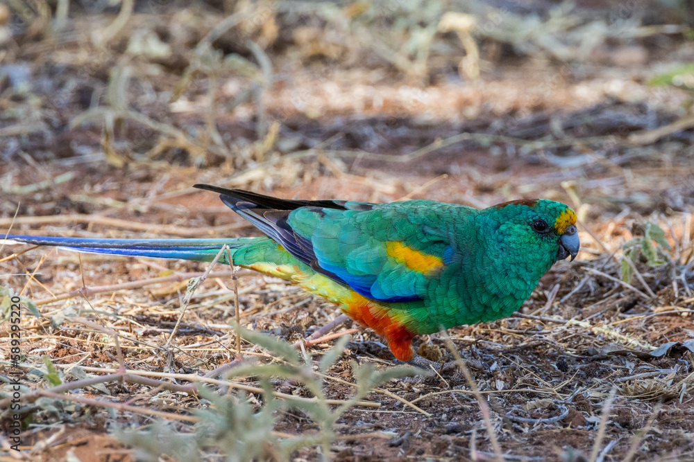 Obraz premium Mulga Parrot in New South Wales Australia