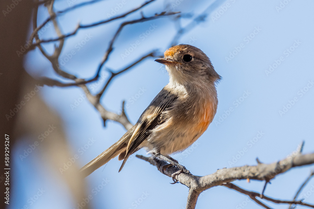 Red-capped Robin in New South Wales Australia Red-capped Robin in New South Wales Australia