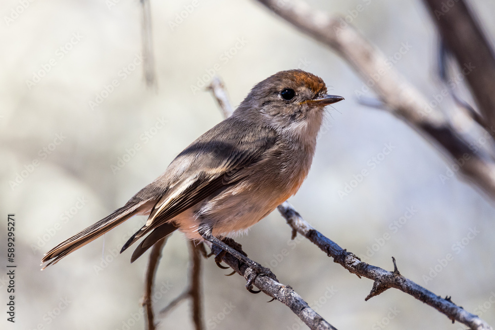 Obraz premium Red-capped Robin in New South Wales Australia