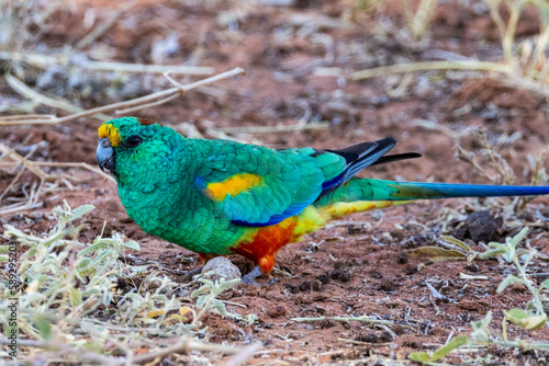 Mulga Parrot in New South Wales Australia