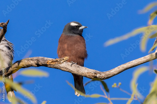 Male White-browed Woodswallow in New South Wales Australia