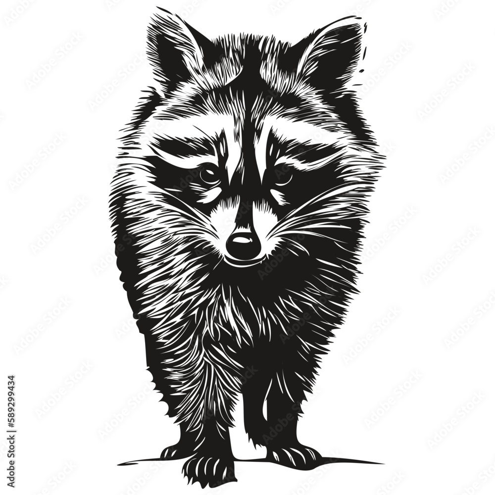 Fototapeta premium Cute hand drawn raccoon, vector illustration black and white