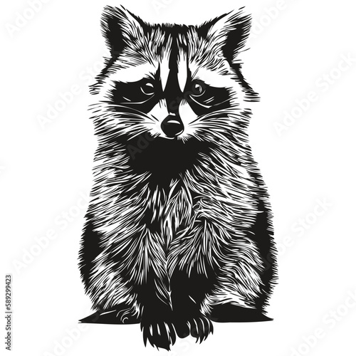 Cute hand drawn raccoon, vector illustration black and white