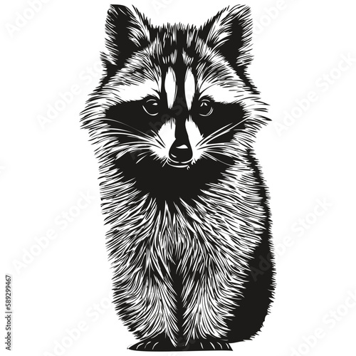 Cute raccoon on white background, hand draw illustration