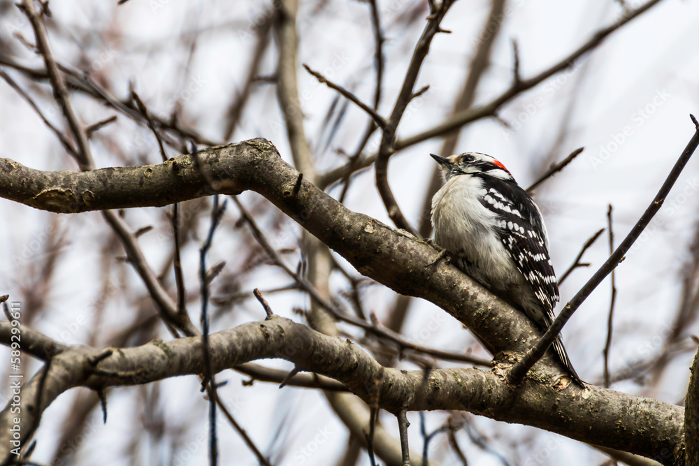 Male downy woodpecker perched on a tree in Rattray Marsh, Mississauga, Ontario, Canada
Male downy woodpecker perched on a tree in Rattray Marsh, Mississauga, Ontario, Canada