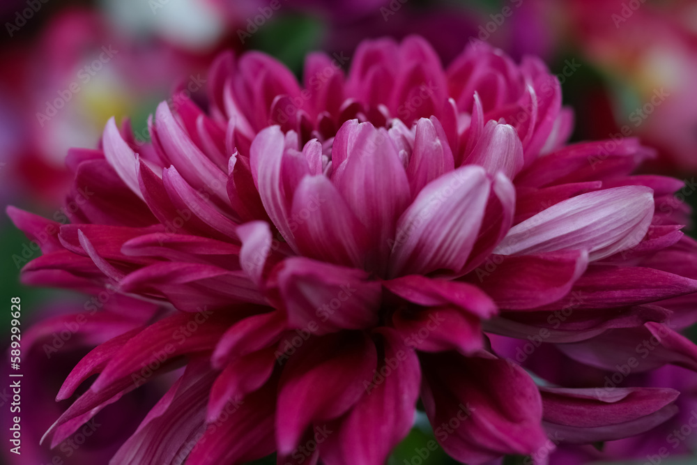 Fresh pink Dahlia flower head on green background. Pink chrysanthemum blooming. Defocused pastel pink dahlia petals macro. Floral abstract background. Close up of flower dahlia for background Fresh pink Dahlia flower head on green background. Pink chrysanthemum blooming. Defocused pastel pink dahlia petals macro. Floral abstract background. Close up of flower dahlia for background