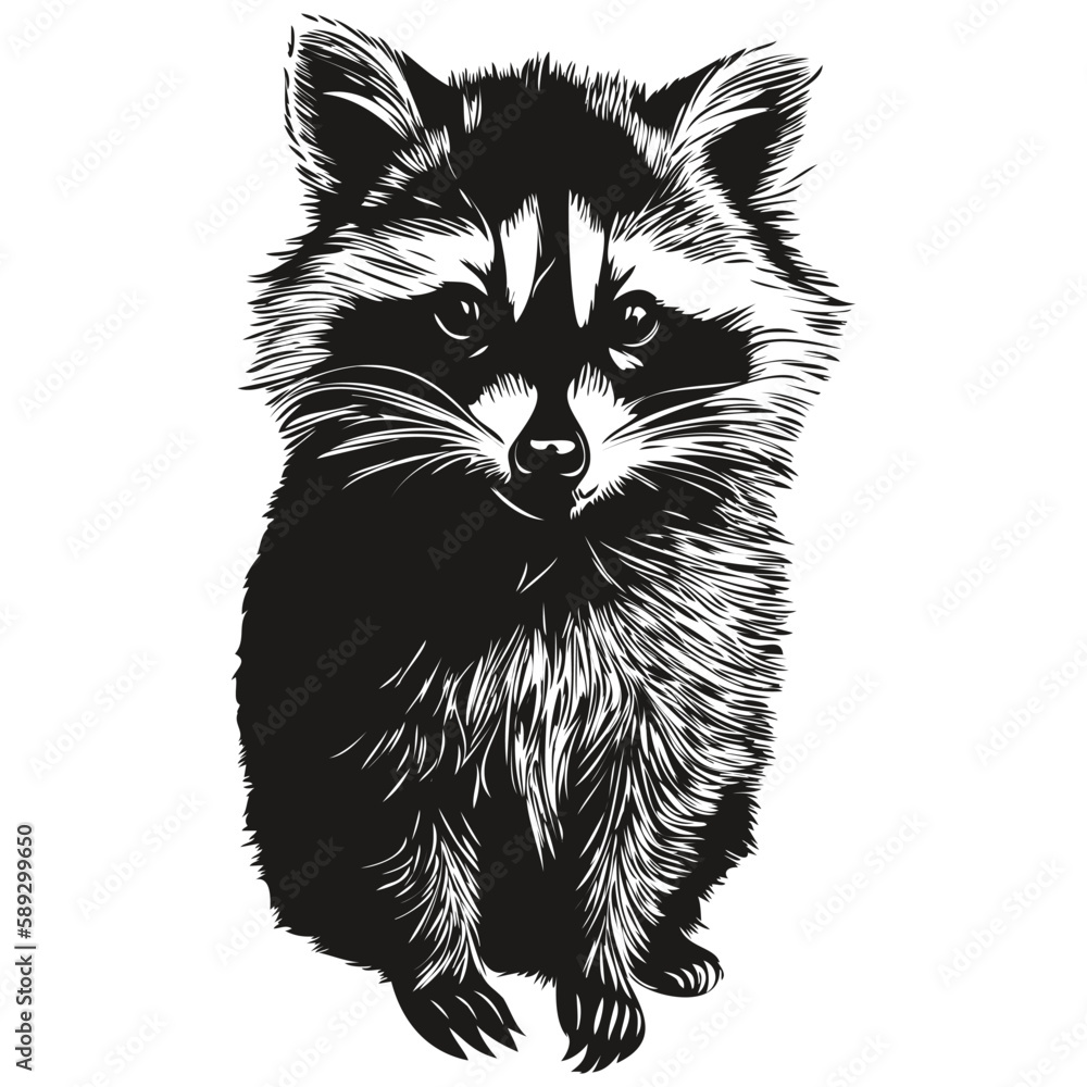 Hand drawn raccoon on a white background Hand drawn raccoon on a white background
