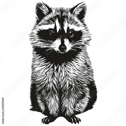 Funny cartoon raccoon, line art illustration ink sketch