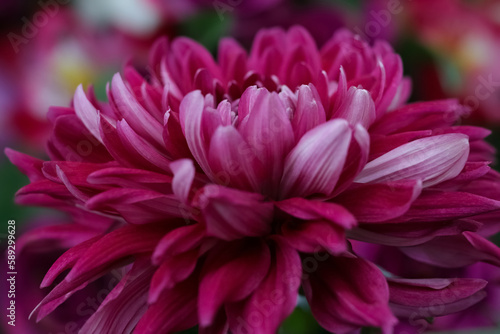 Fresh pink Dahlia flower head on  green background. Pink chrysanthemum blooming. Defocused pastel pink dahlia petals macro. Floral abstract background. Close up of flower dahlia for background 