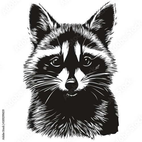 Hand drawn raccoon on a white background