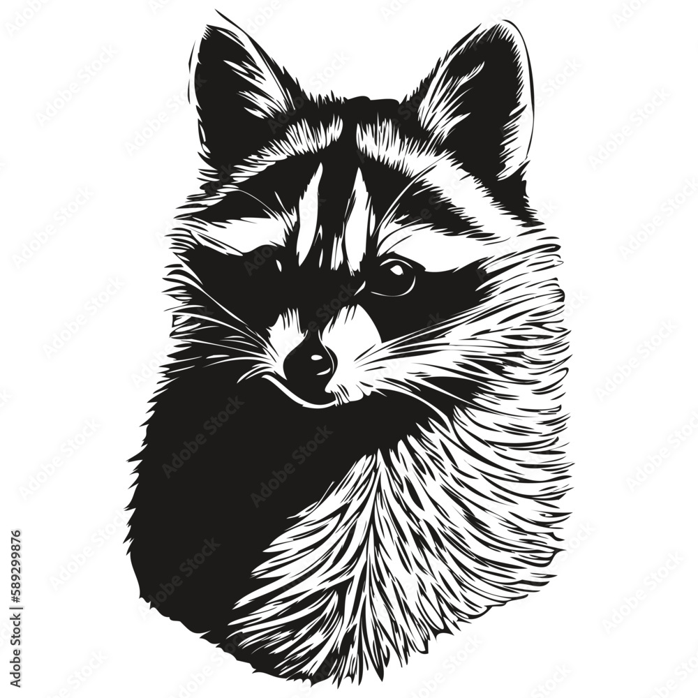 Raccoon vector illustration line art drawing black and white Stock ...